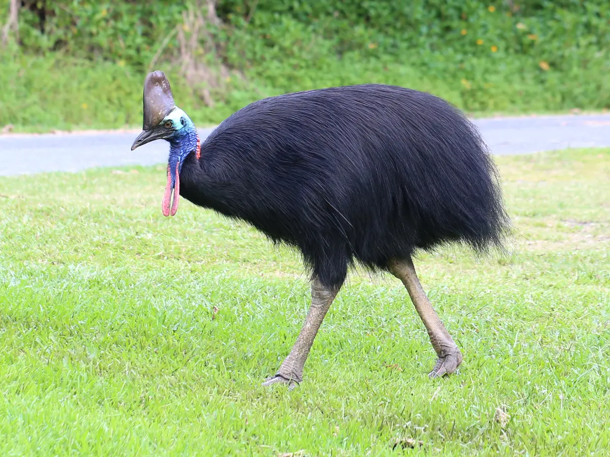 A Southern Cassowary foraging on the forest floor