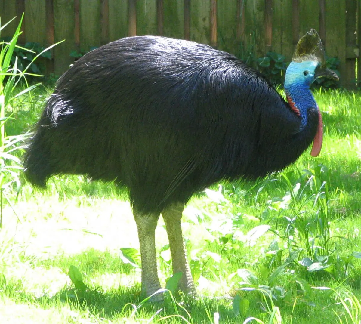 A Cassowary showing a unique behavior or adaptation