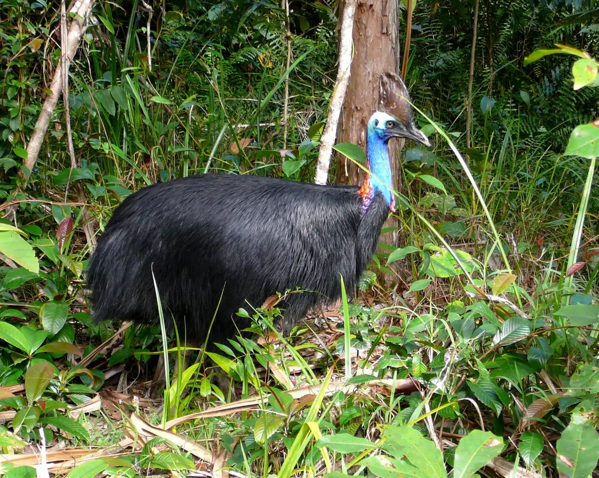 A Southern Cassowary in its natural tropical rainforest habitat