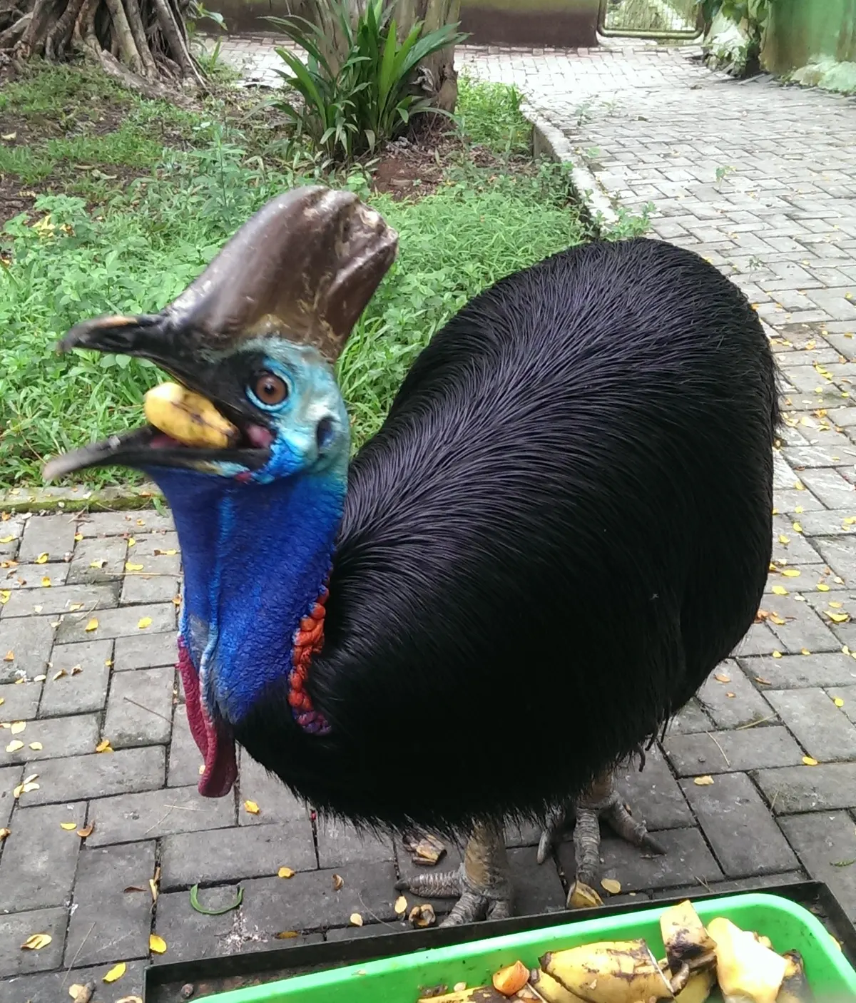 A Cassowary traveling across its geographic range