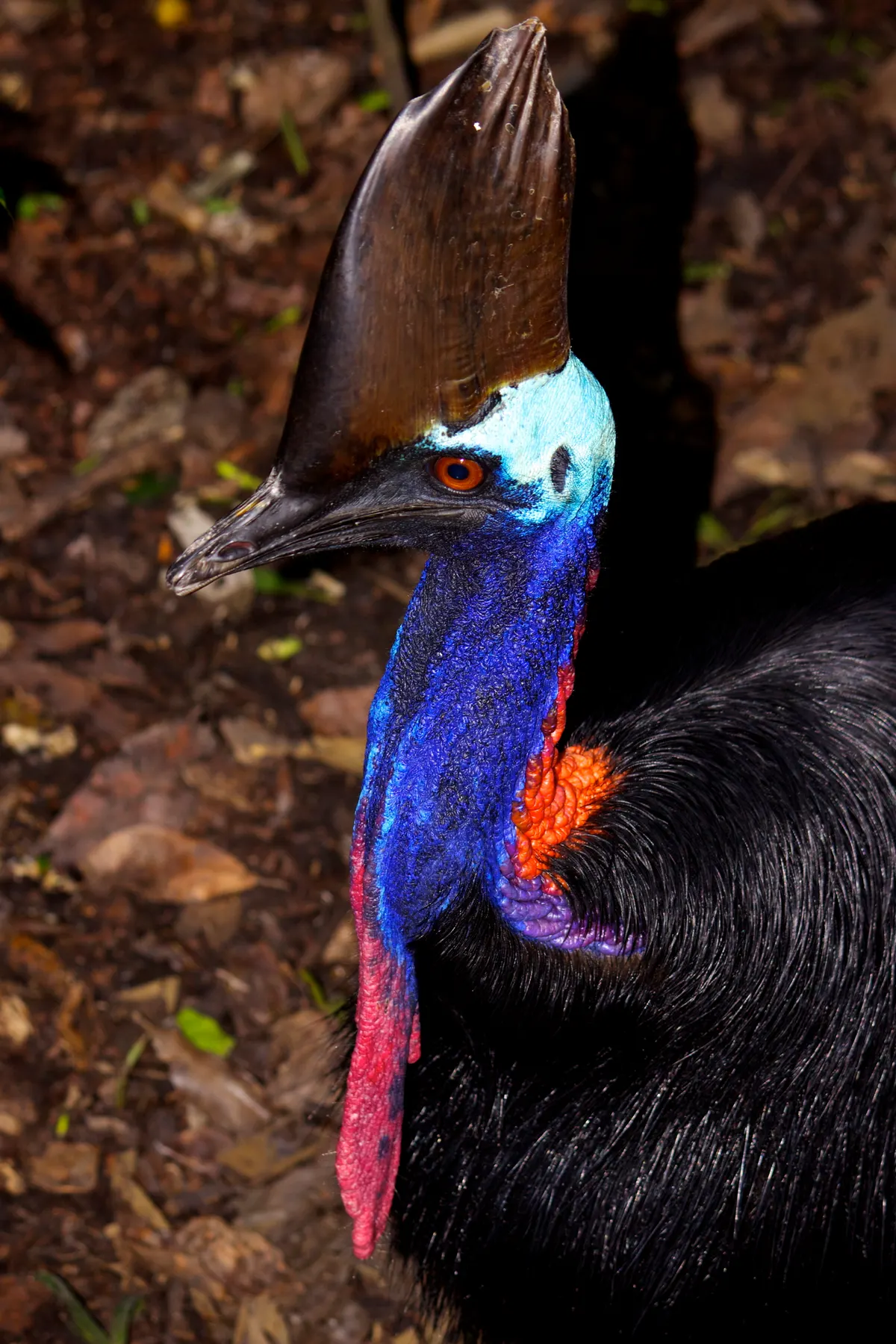 A photo showing the size of a Cassowary