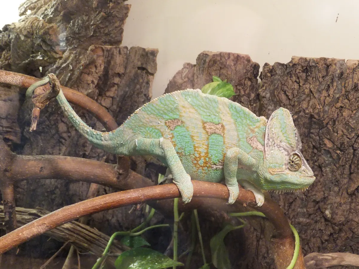 Close-up of a veiled chameleon face and casque