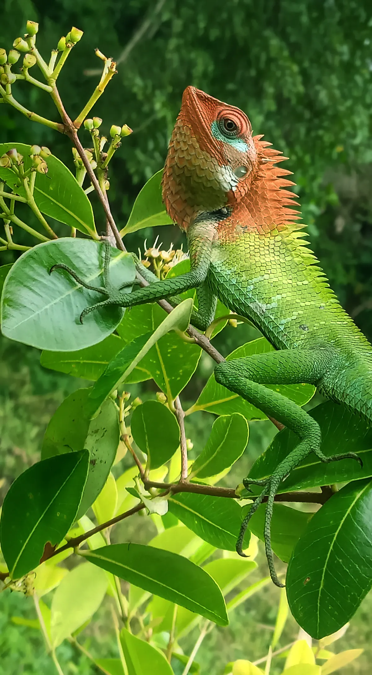 Small chameleon showing color change on a branch