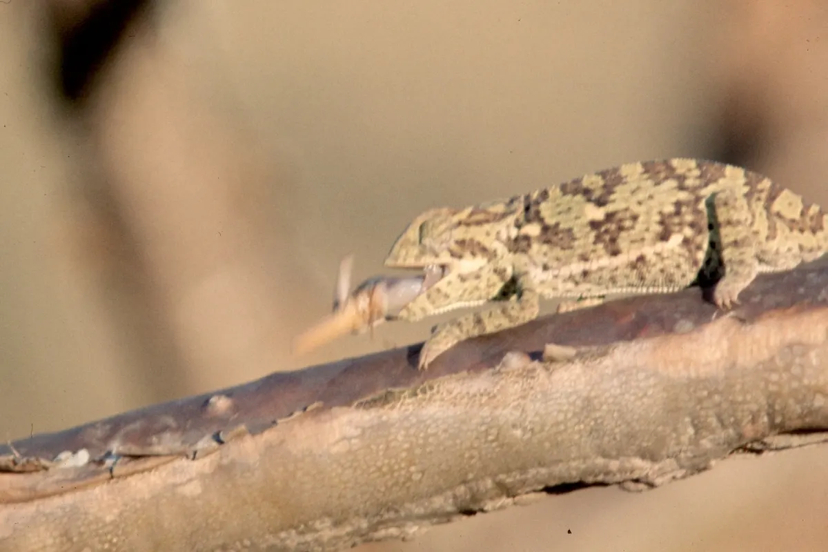 Chameleon using its tongue to capture prey