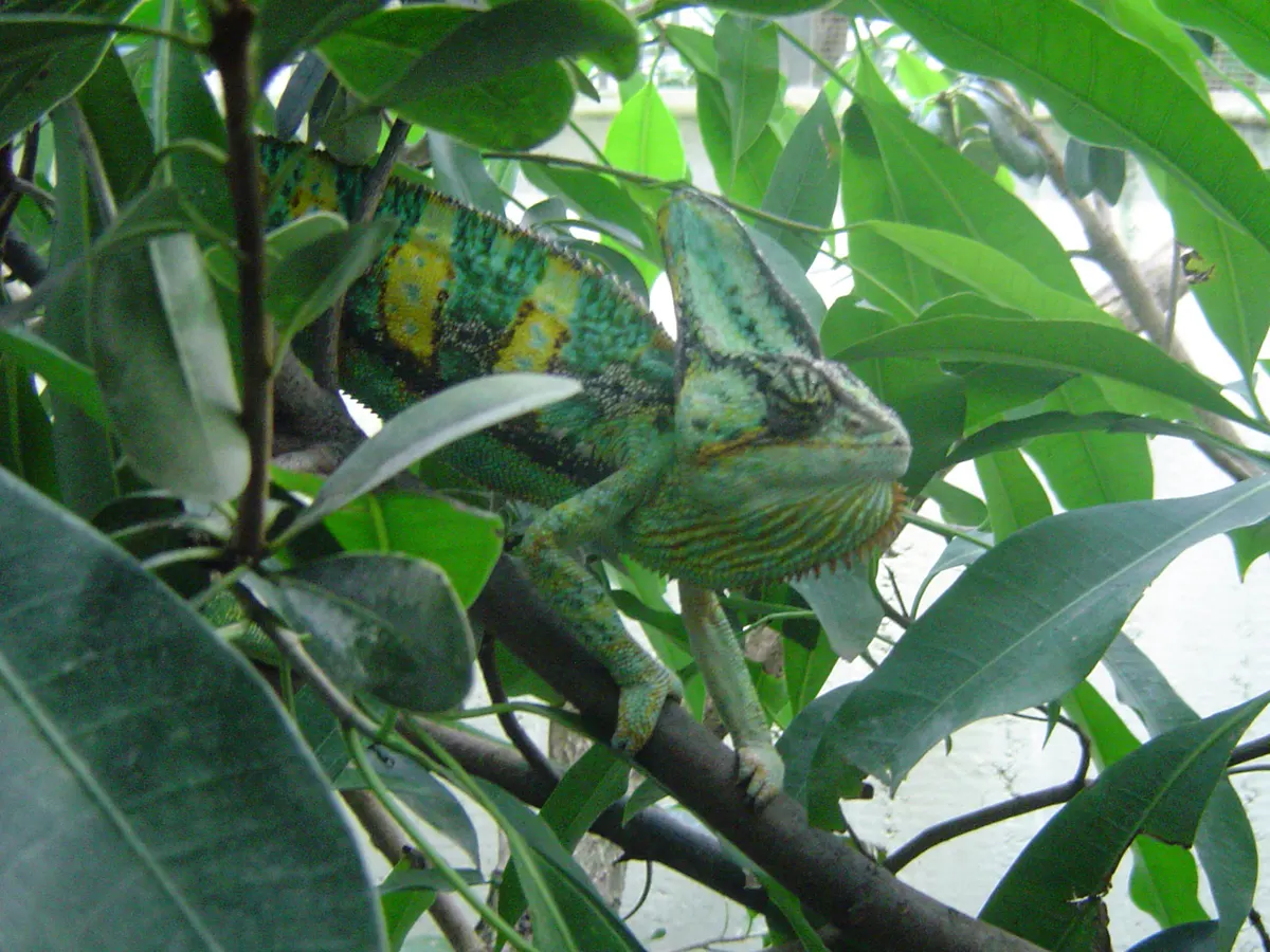 A pair of panther chameleons on a branch in Madagascar's rainforest