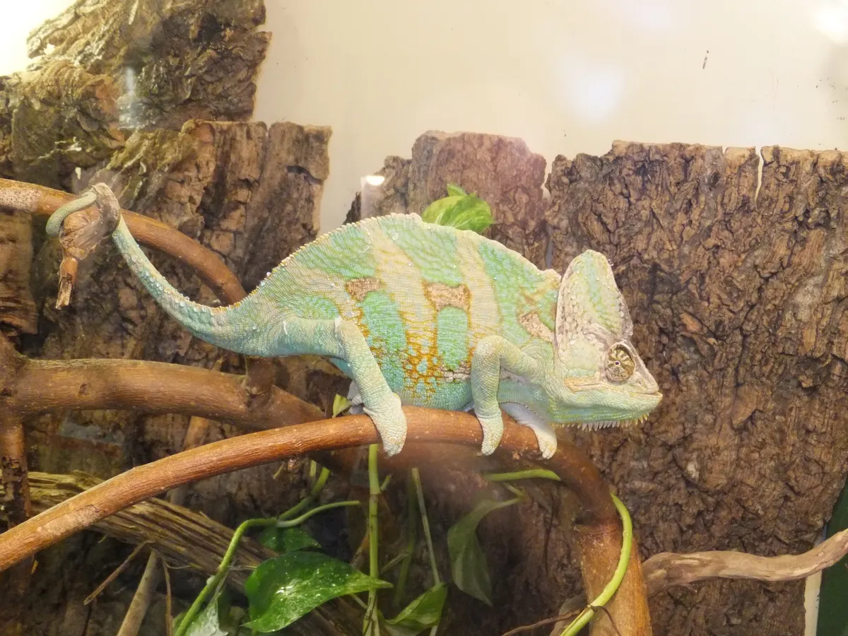 Veiled chameleon climbing in leafy vegetation