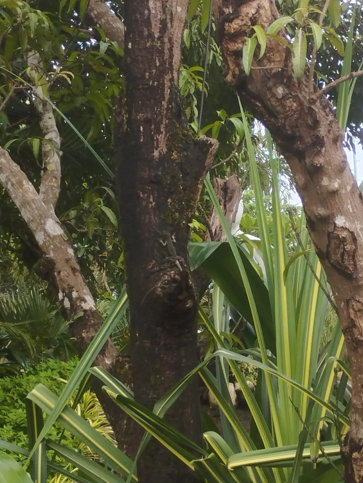 A wild Mediterranean chameleon on a branch, showing its range across Europe and Africa
