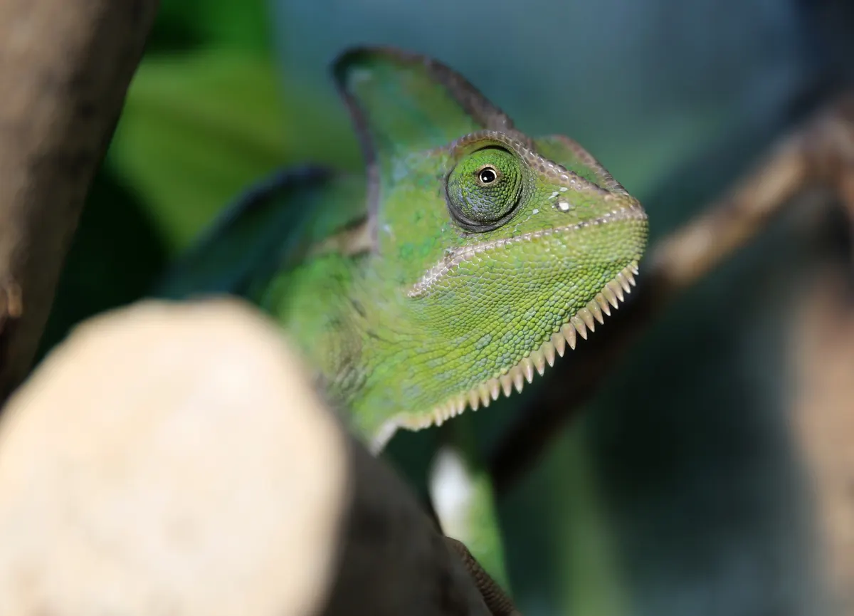 Veiled chameleon among flowers and branches
