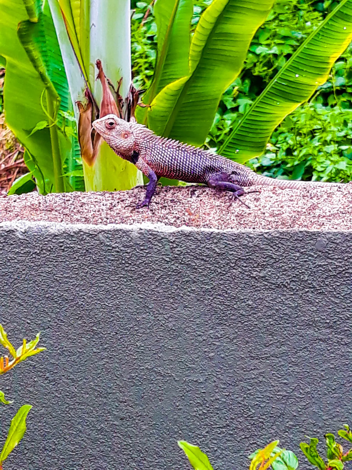 Chameleon showing green coloration on a branch