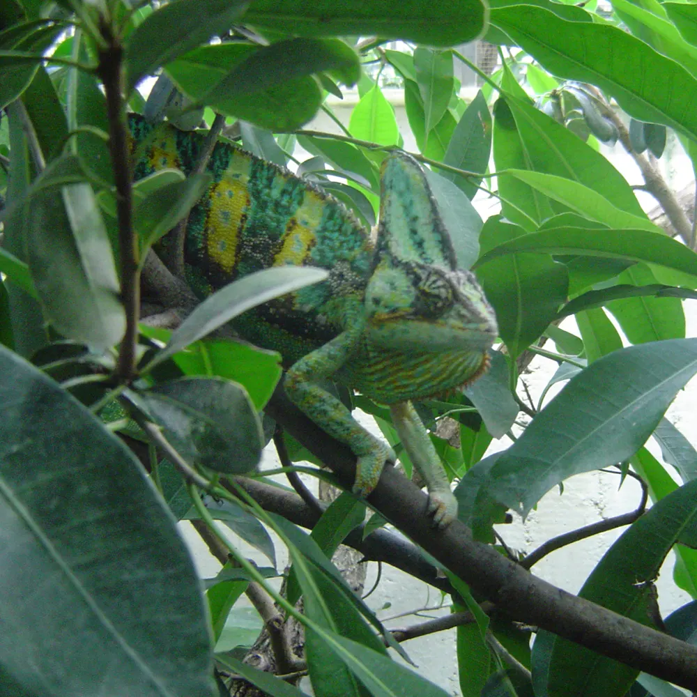 A panther chameleon in the wild rainforest of Madagascar