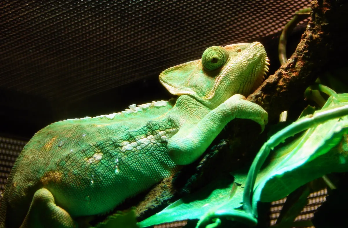 Veiled chameleon perched on a branch