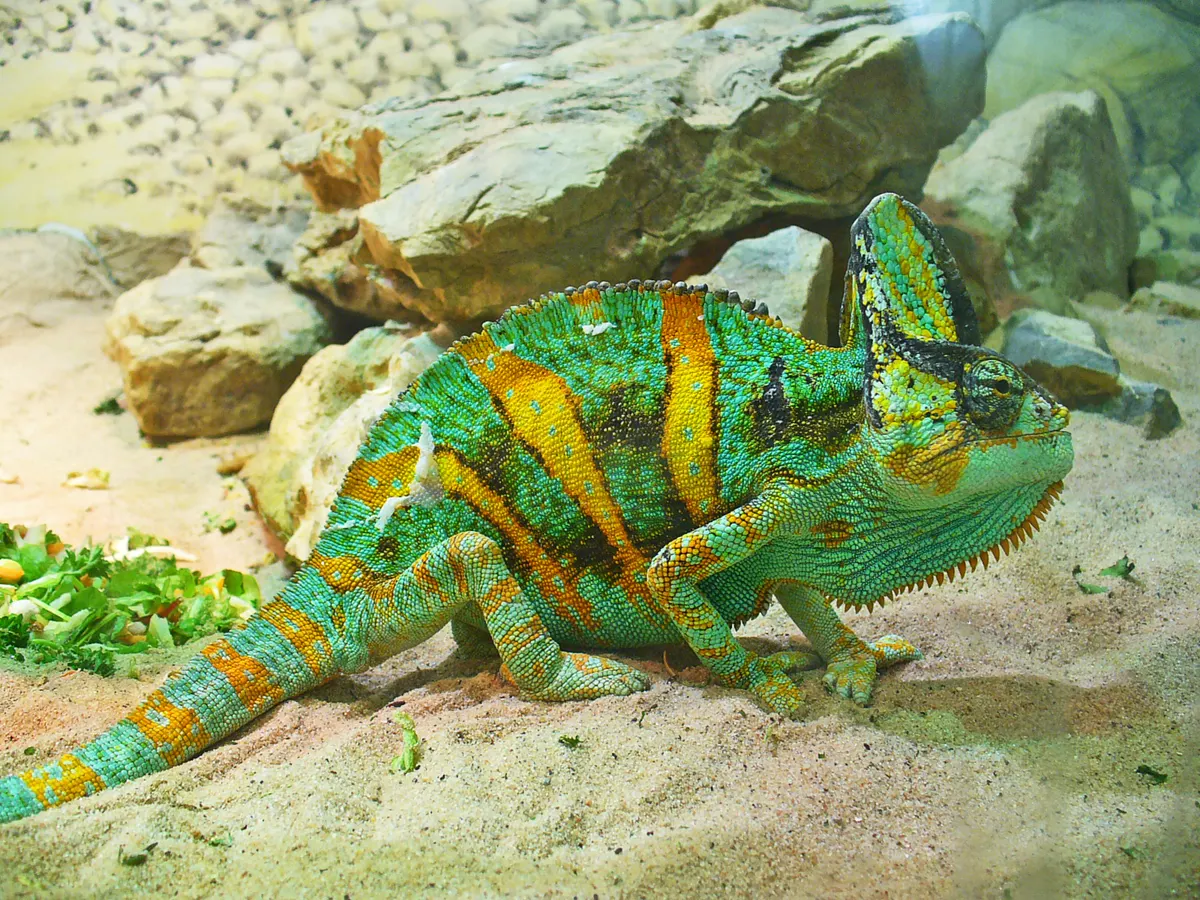 Veiled chameleon in naturalistic habitat