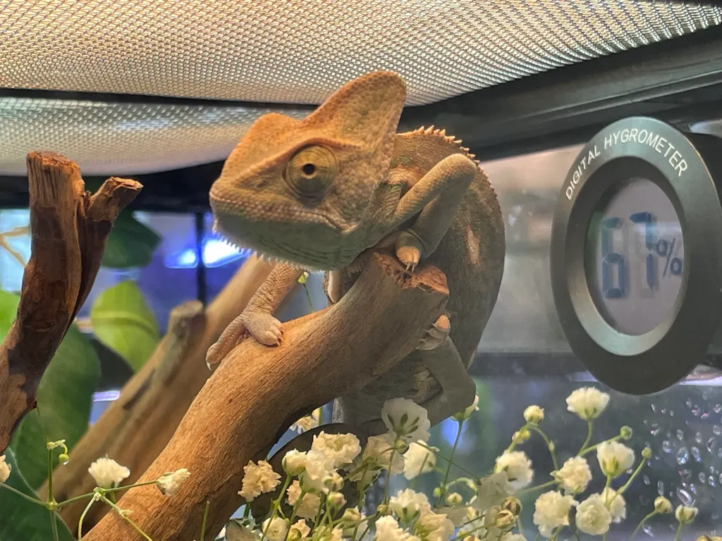 Adult veiled chameleon showing body length on a branch