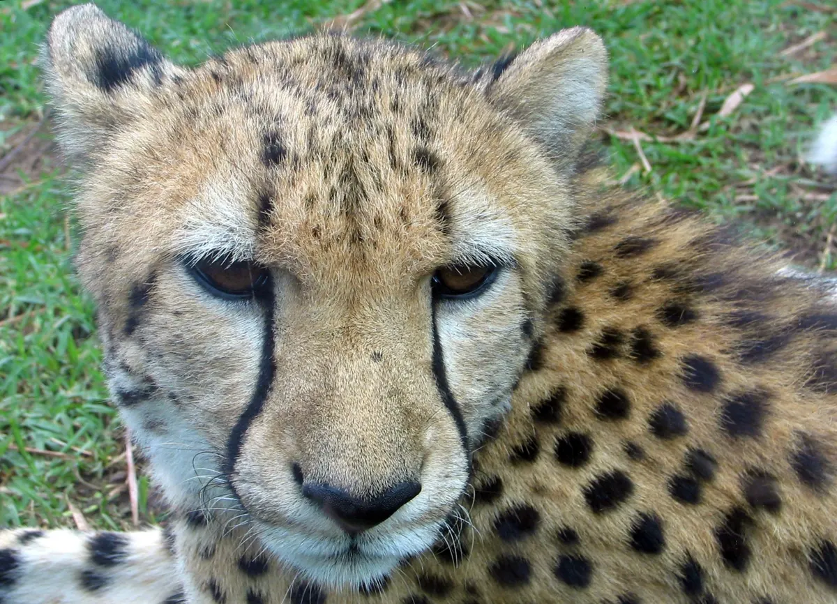 Close-up of a wild cheetah's face showing distinctive black tear stripes