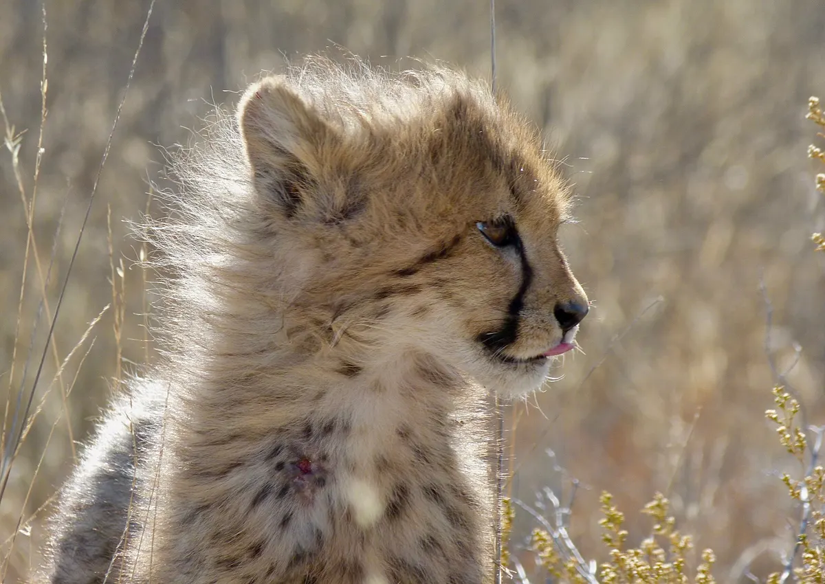 Very young cheetah cub peeking from cover