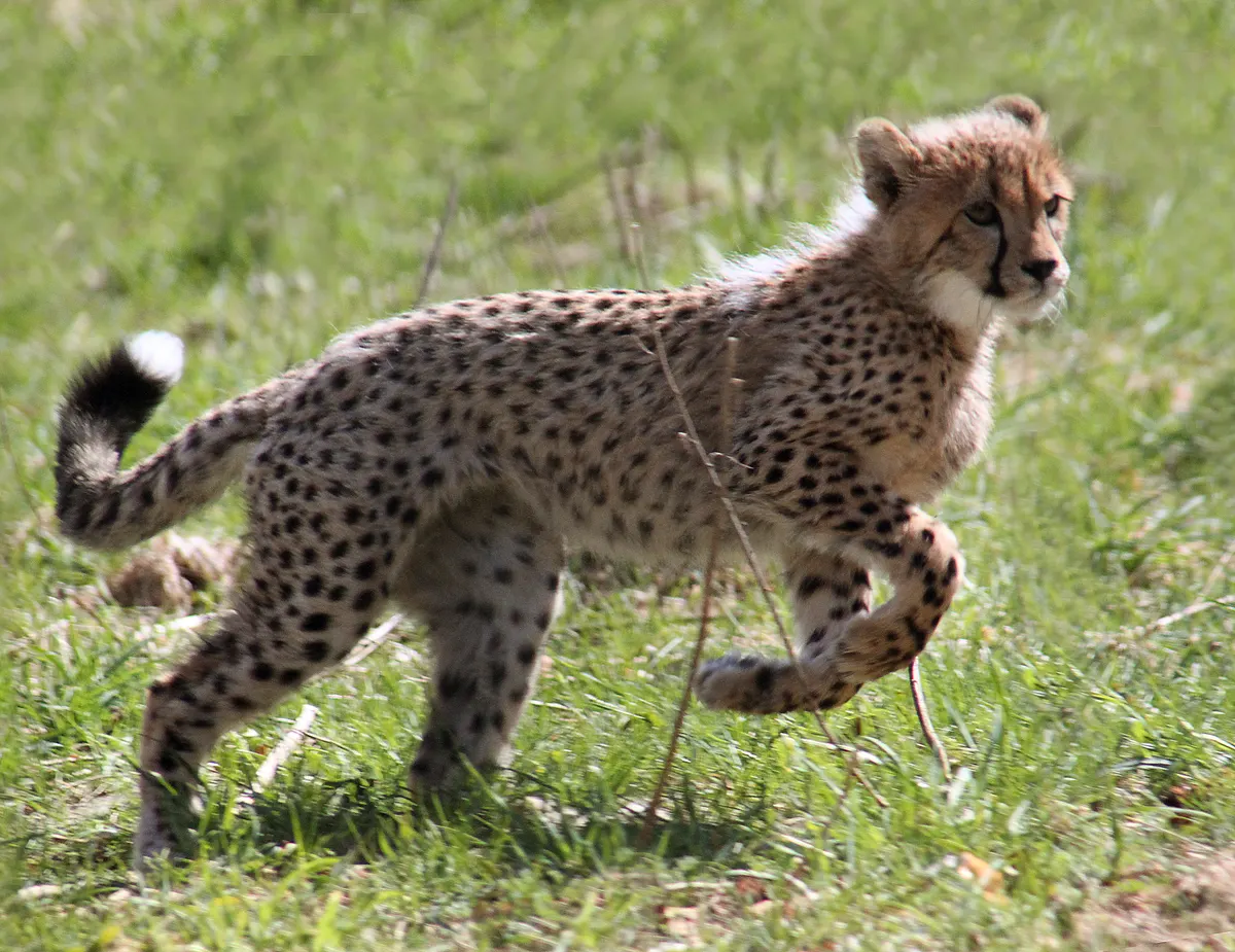 Cheetah feeding after a successful hunt