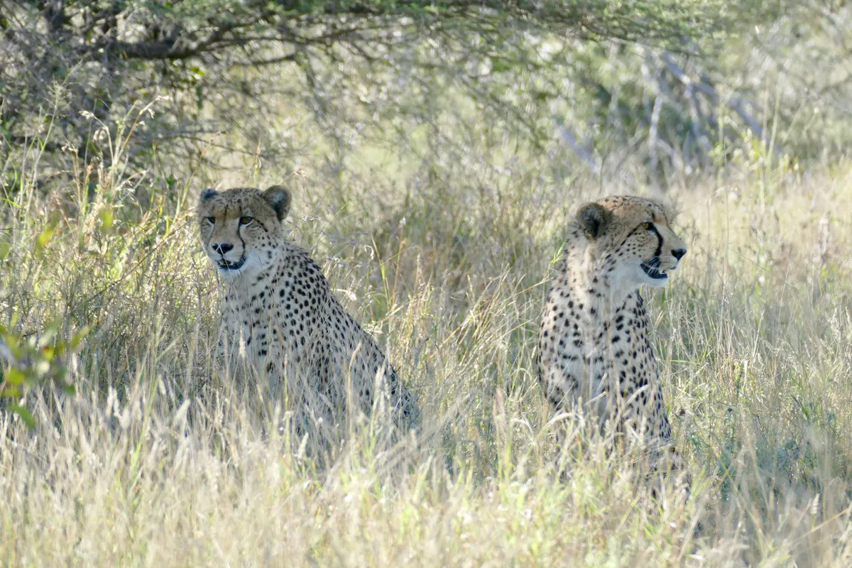 Young male cheetahs traveling together as a coalition