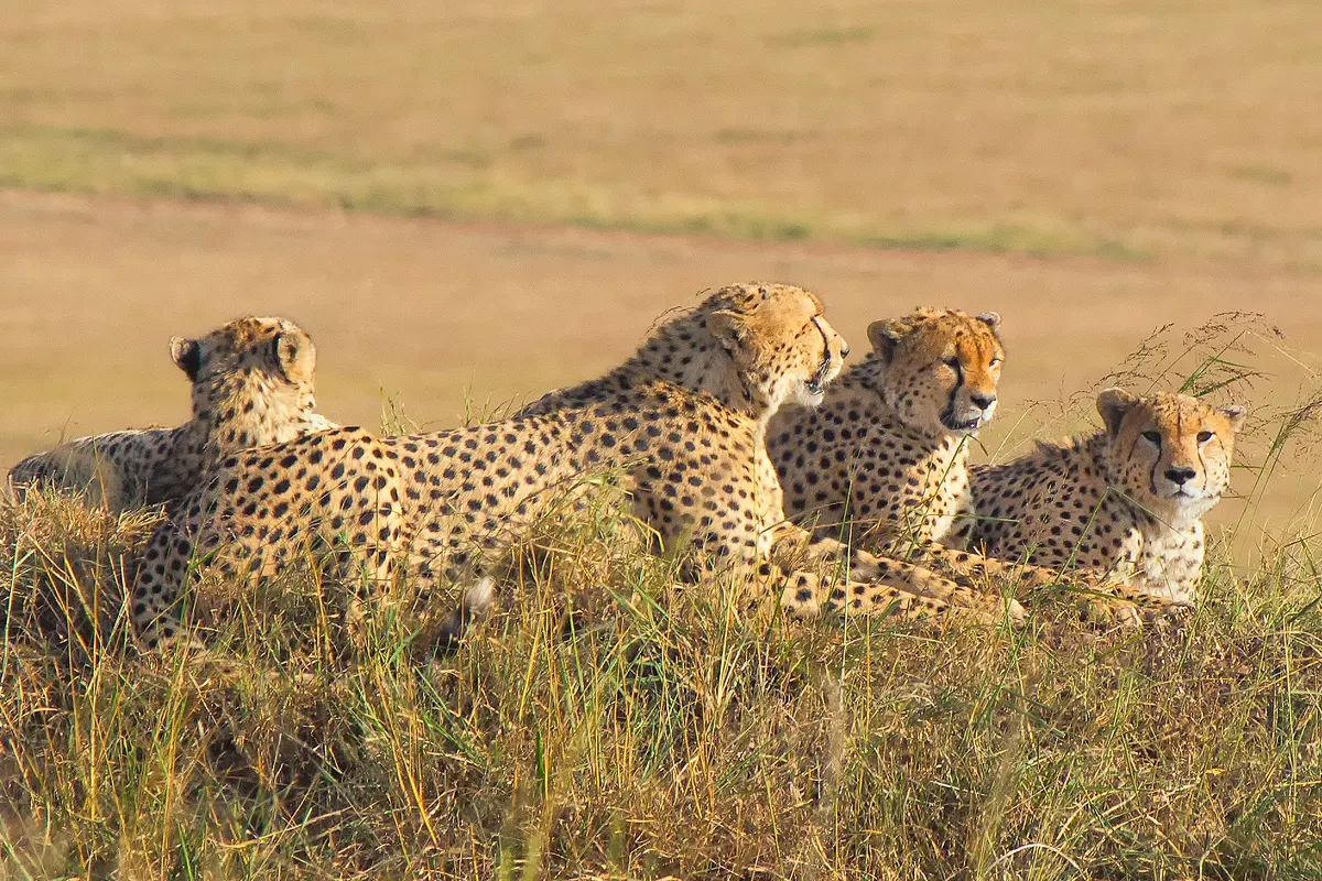 Cheetahs moving through open Maasai Mara grassland