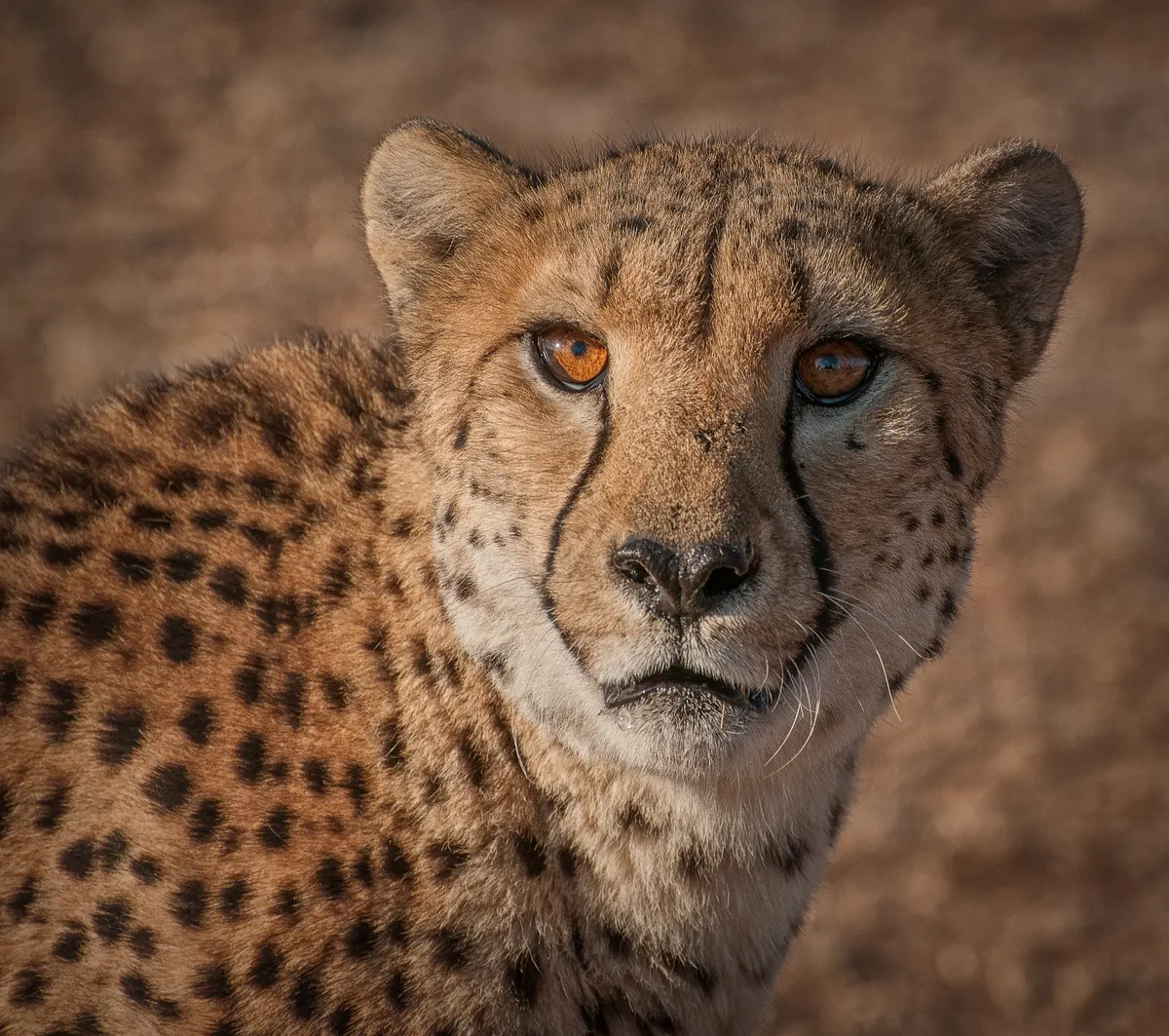 Cheetah standing in dry Namibian habitat