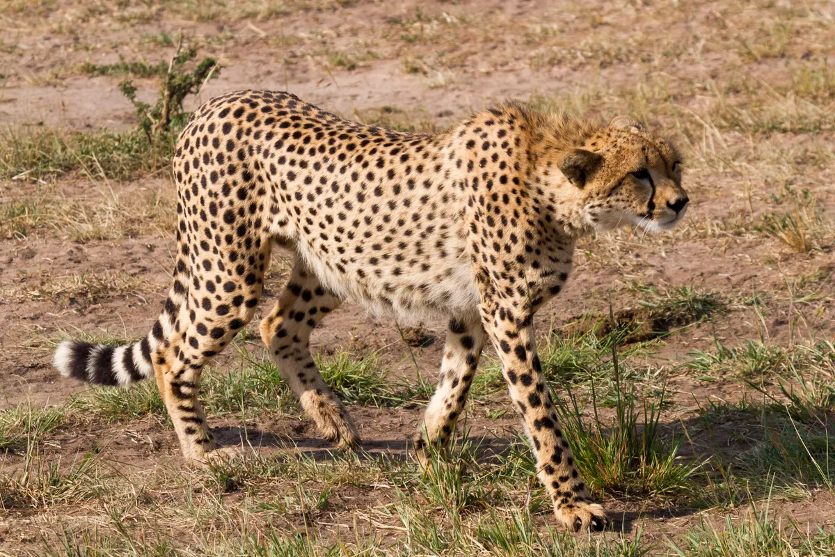 Cheetah carrying prey through short grass
