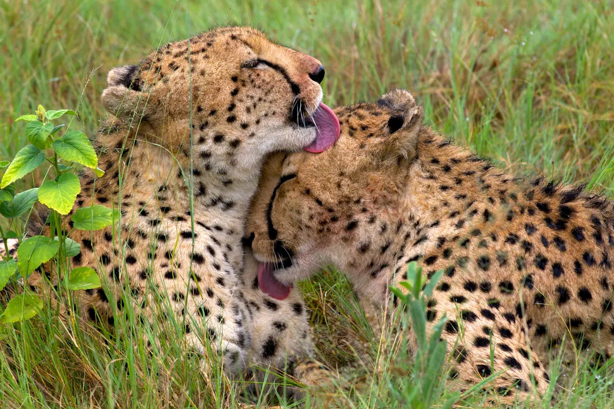 Two young cheetah brothers resting together
