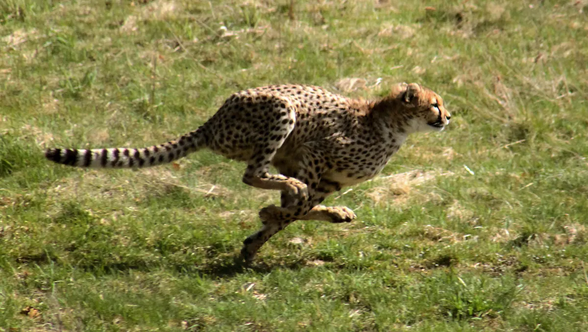 Running cheetah stretching across the ground