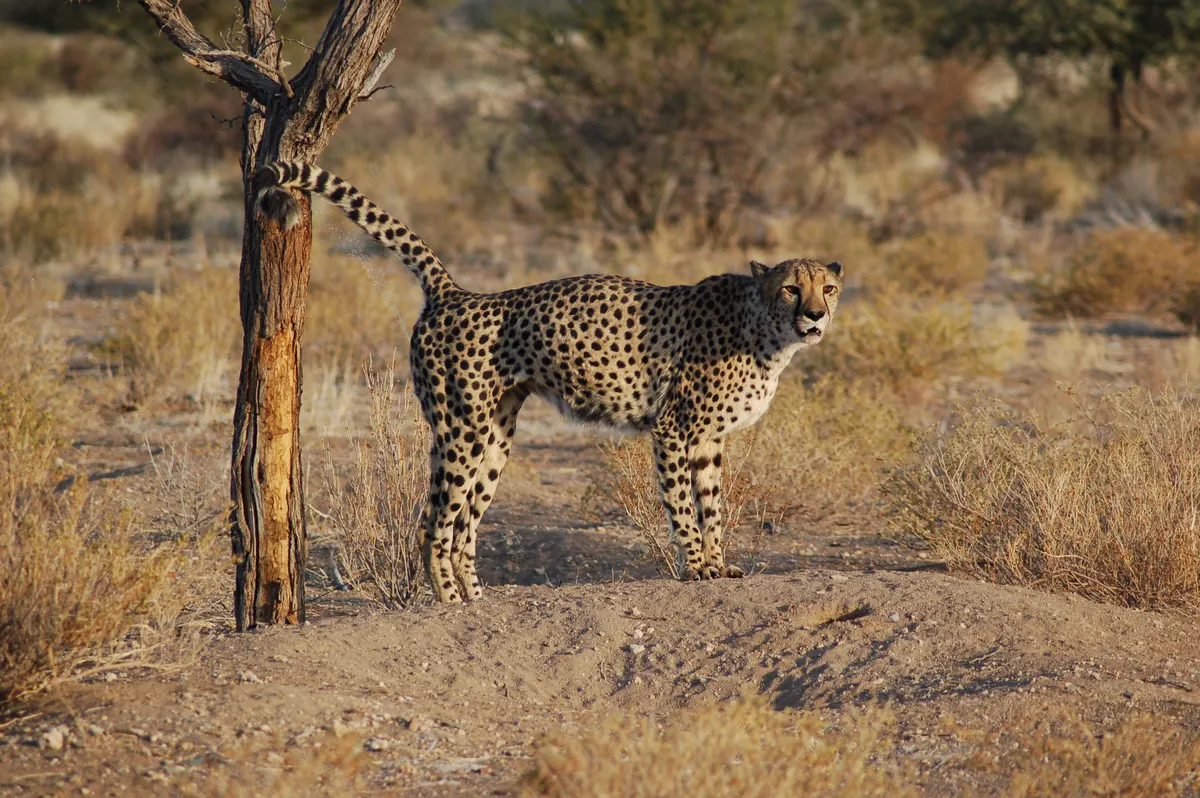 Cheetah beside scrubby grassland in Namibia