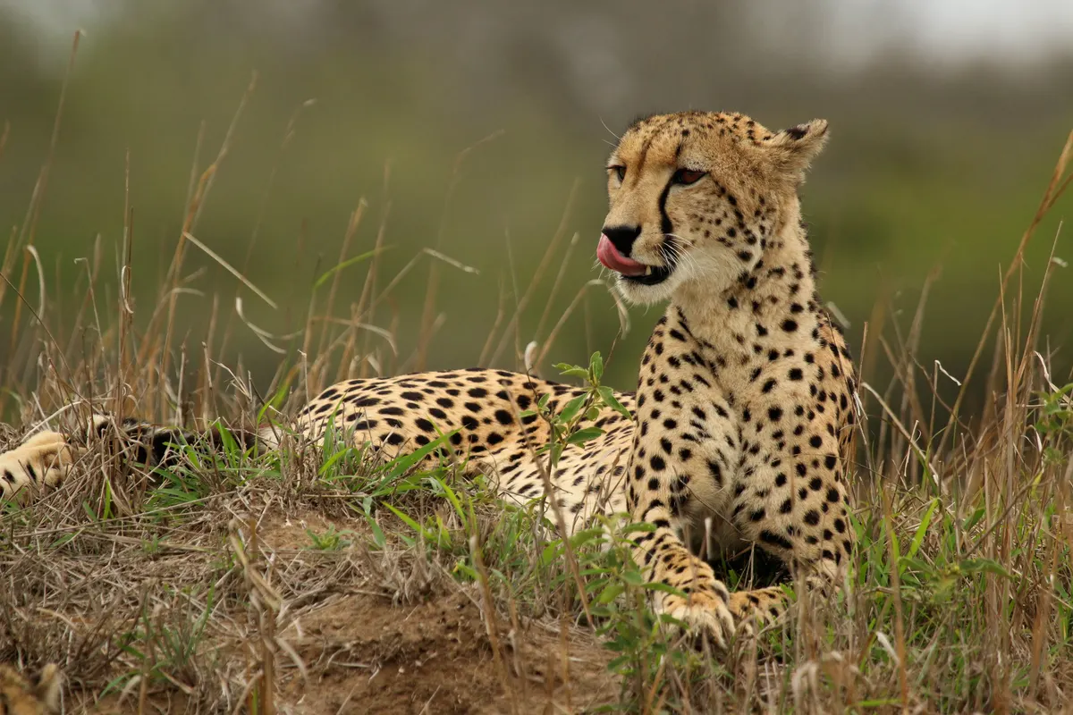 Adult cheetah standing alert in open grassland
