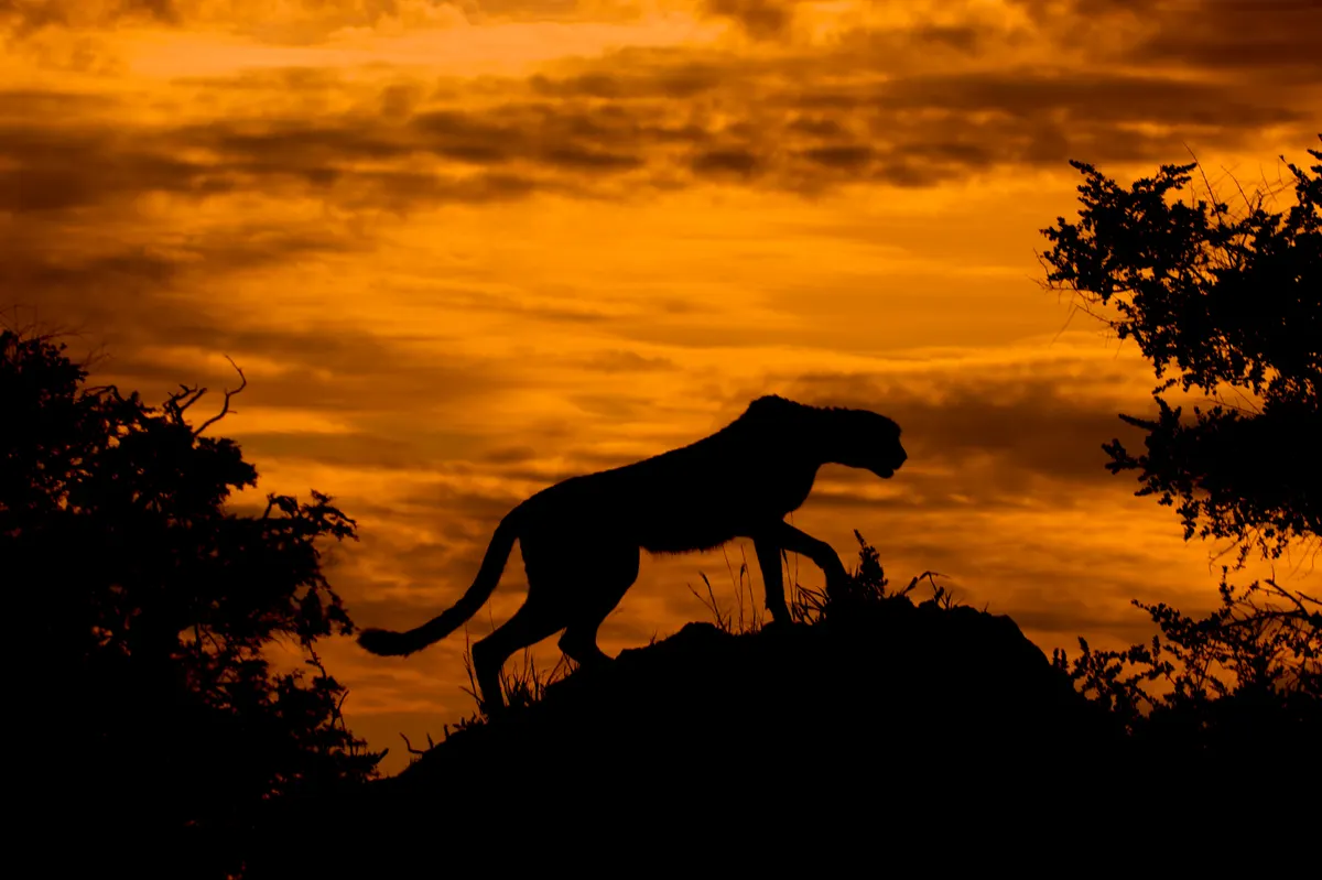 Cheetah silhouette in open country at sunset