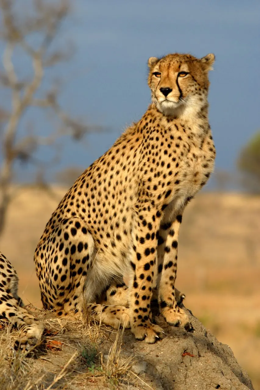 Full-body cheetah showing long legs and slim frame