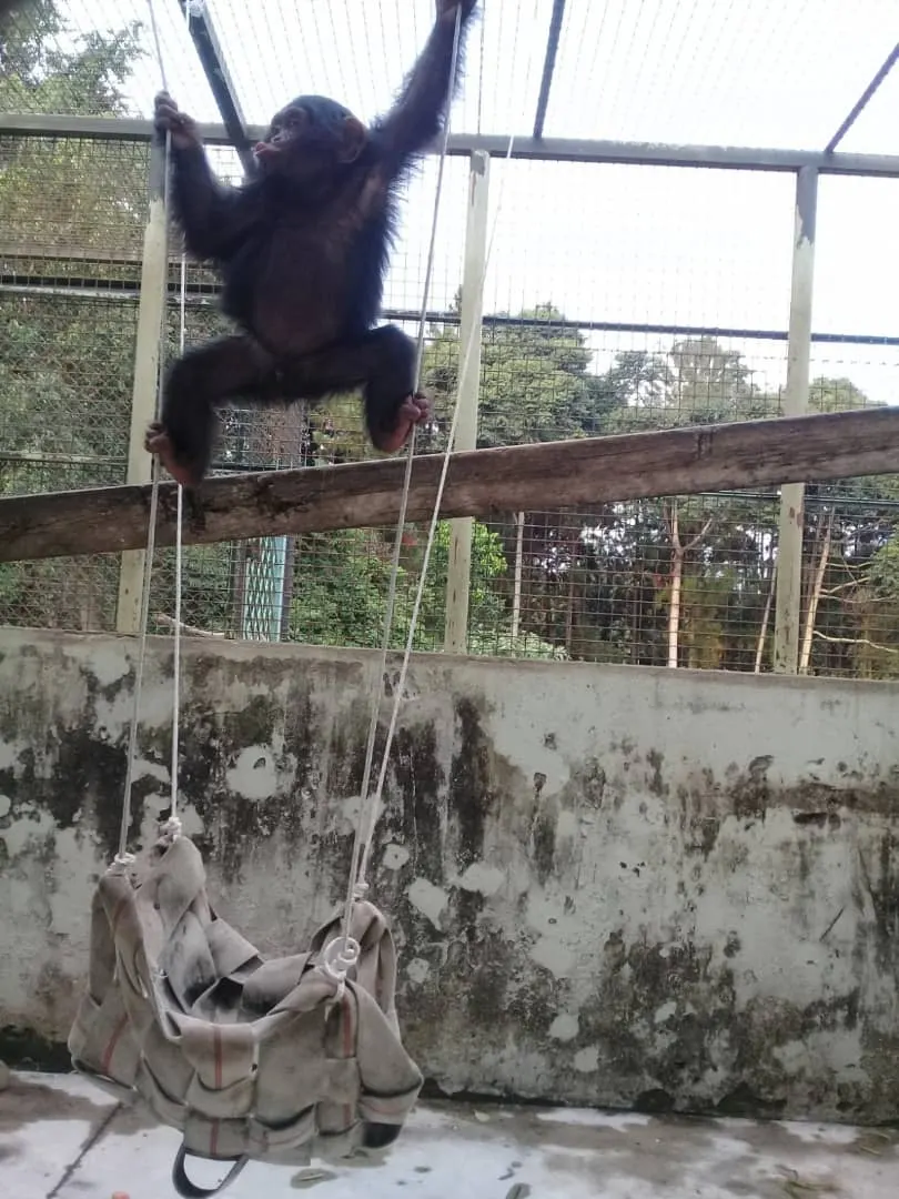 Young chimpanzee playing on the ground