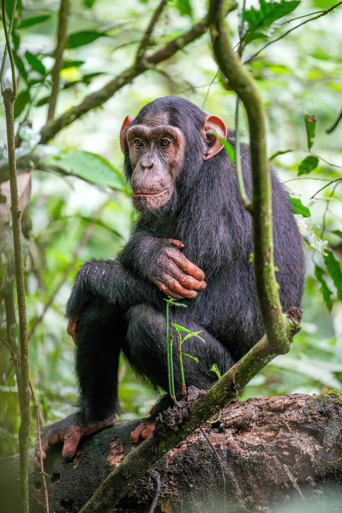 Close-up of a chimpanzee face with thoughtful expression