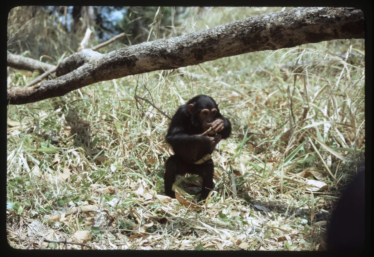 Young chimpanzee eating fruit in a tree