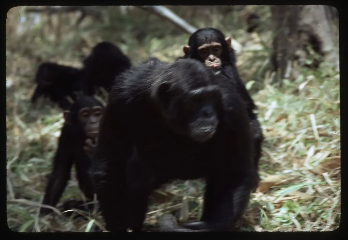 Chimpanzee family group walking together