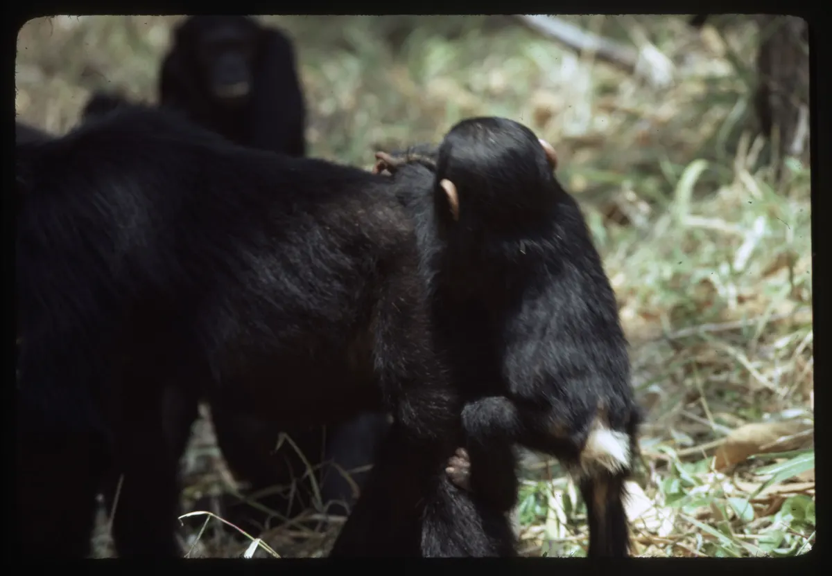 Chimpanzees moving through grassy forest edge habitat