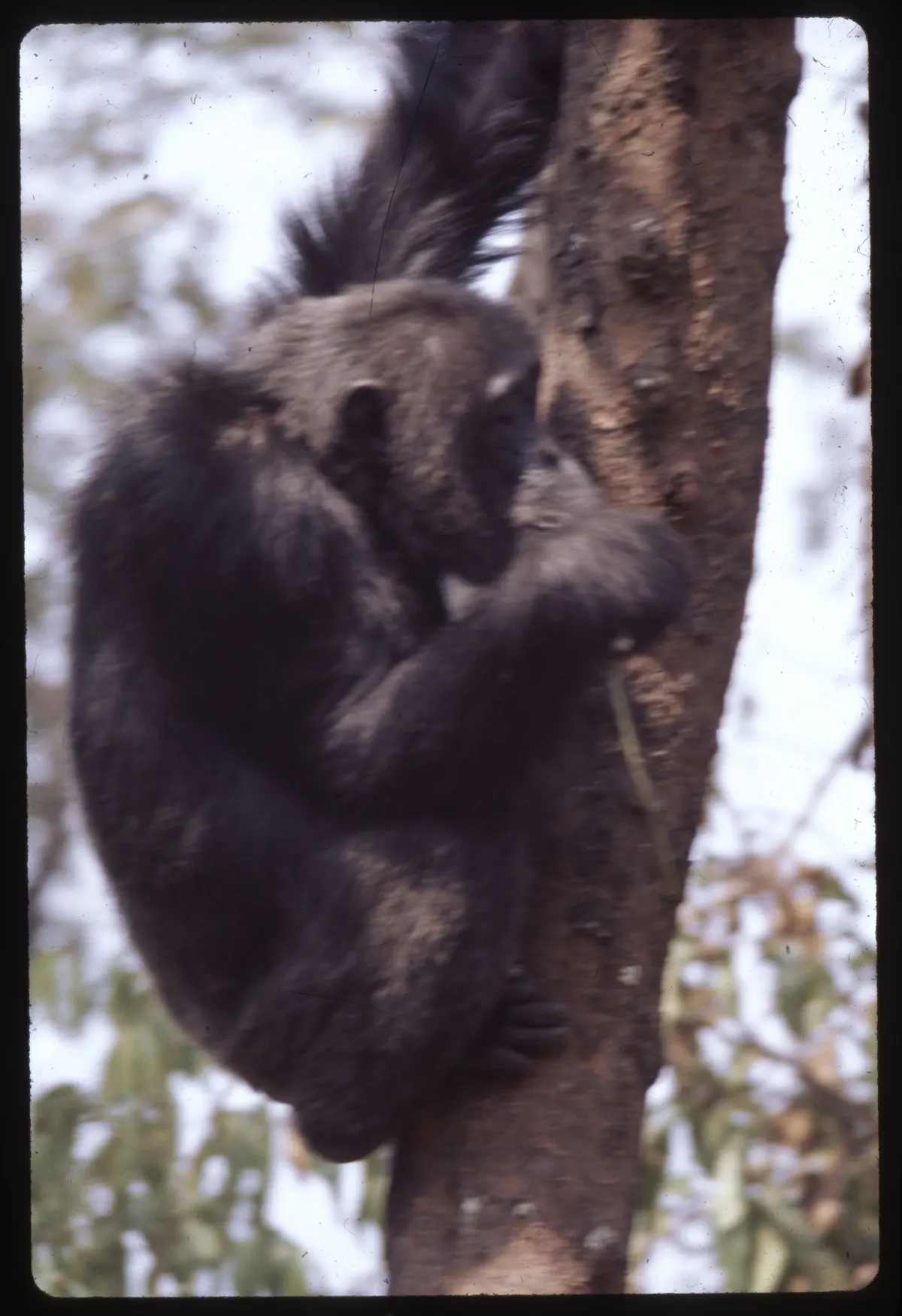 Chimpanzee feeding high in a forest tree