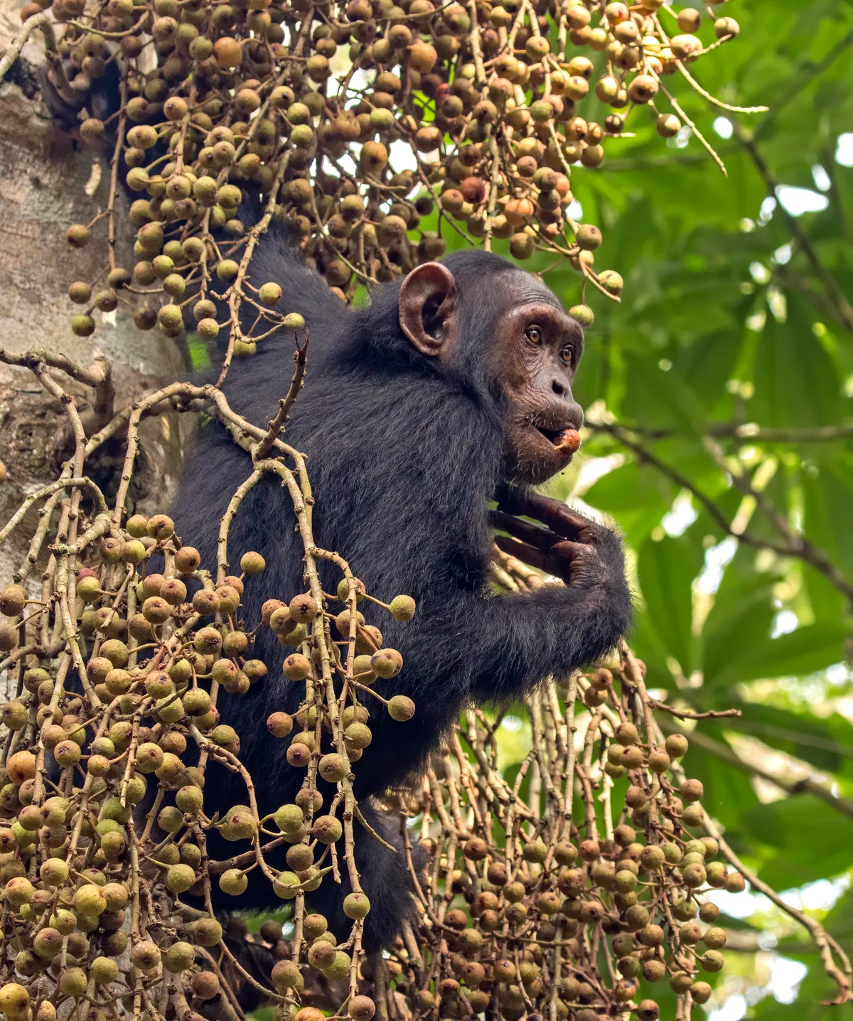 Chimpanzee feeding on forest plants