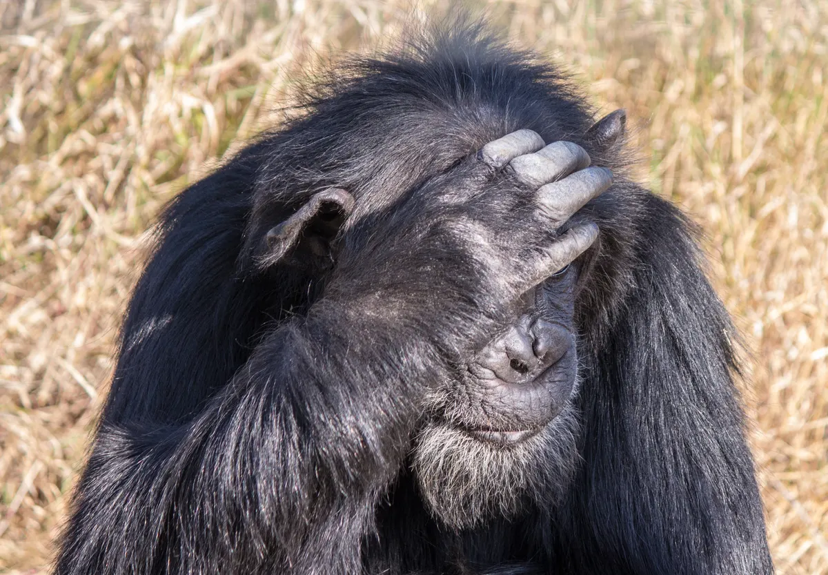 Group of chimpanzees together in open habitat