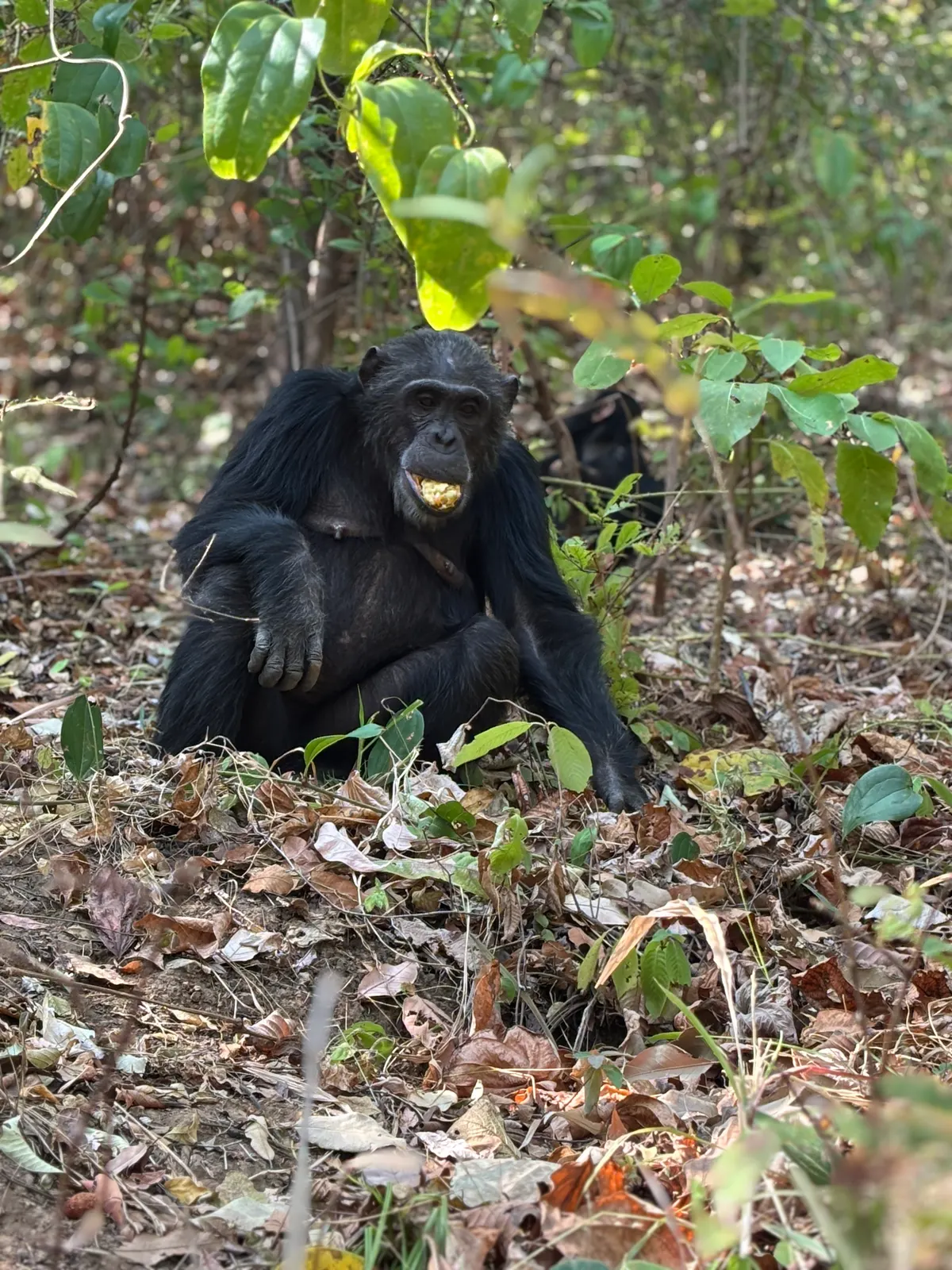 Chimpanzee sitting in forest holding food