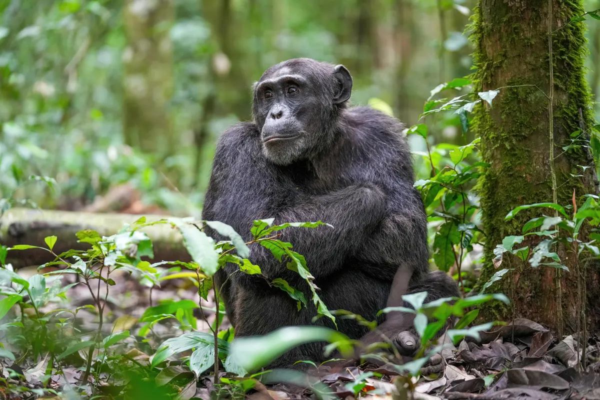 Chimpanzee in lush African forest habitat