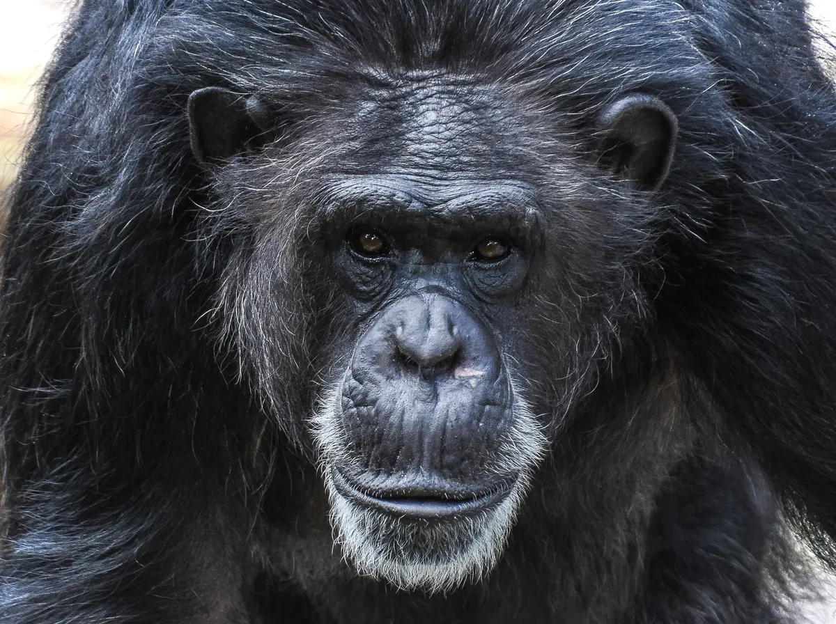 Chimpanzee looking toward the camera