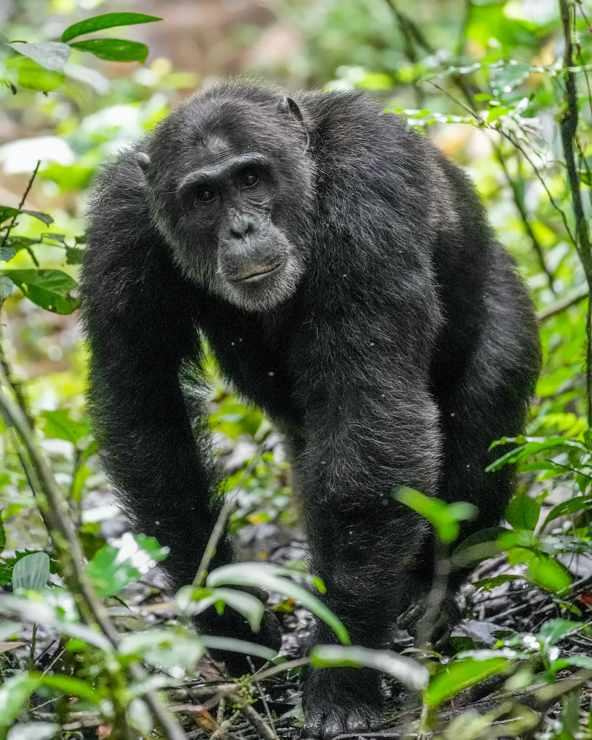 Adult chimpanzee walking through African forest