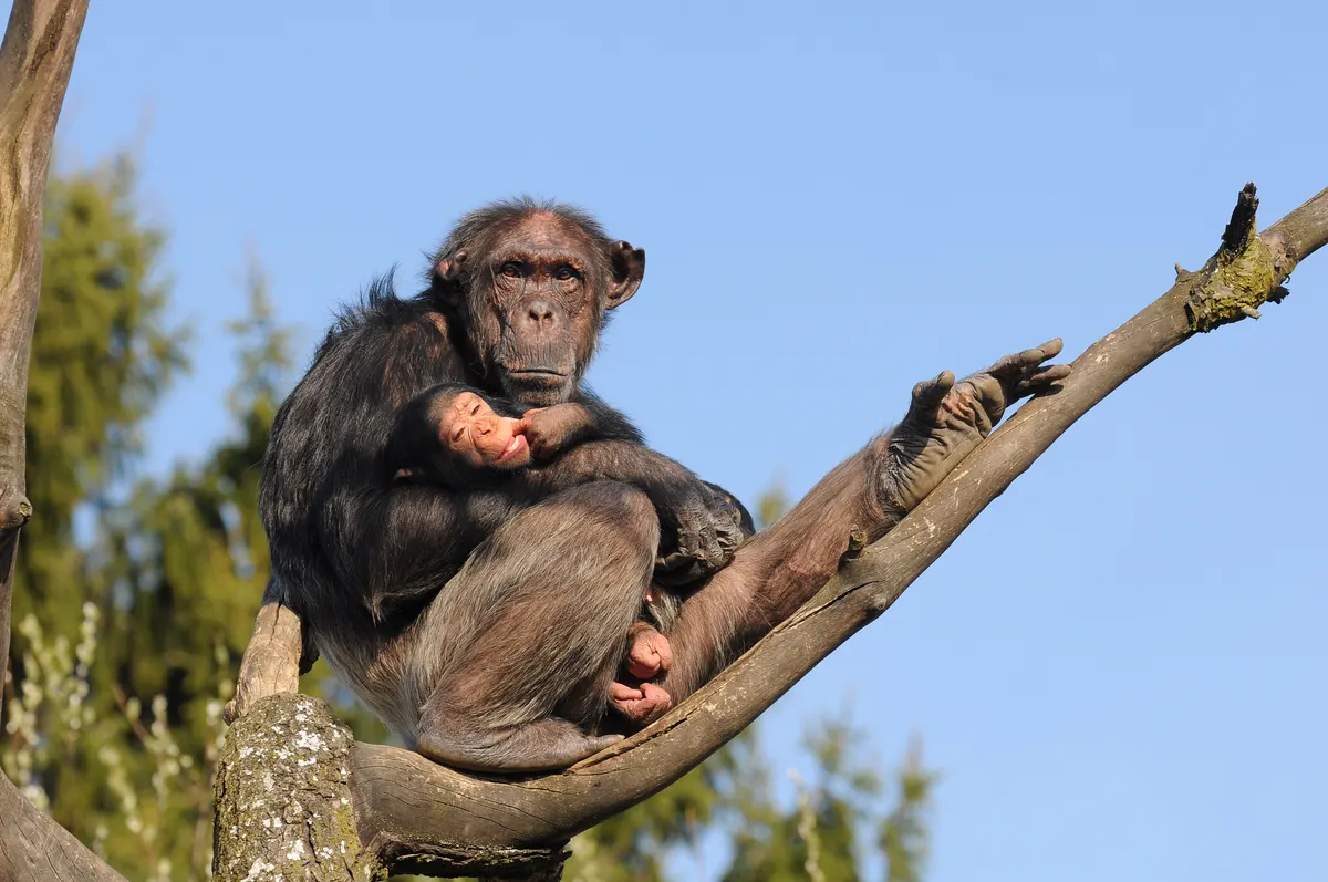 Adult chimpanzee showing muscular arms and body size