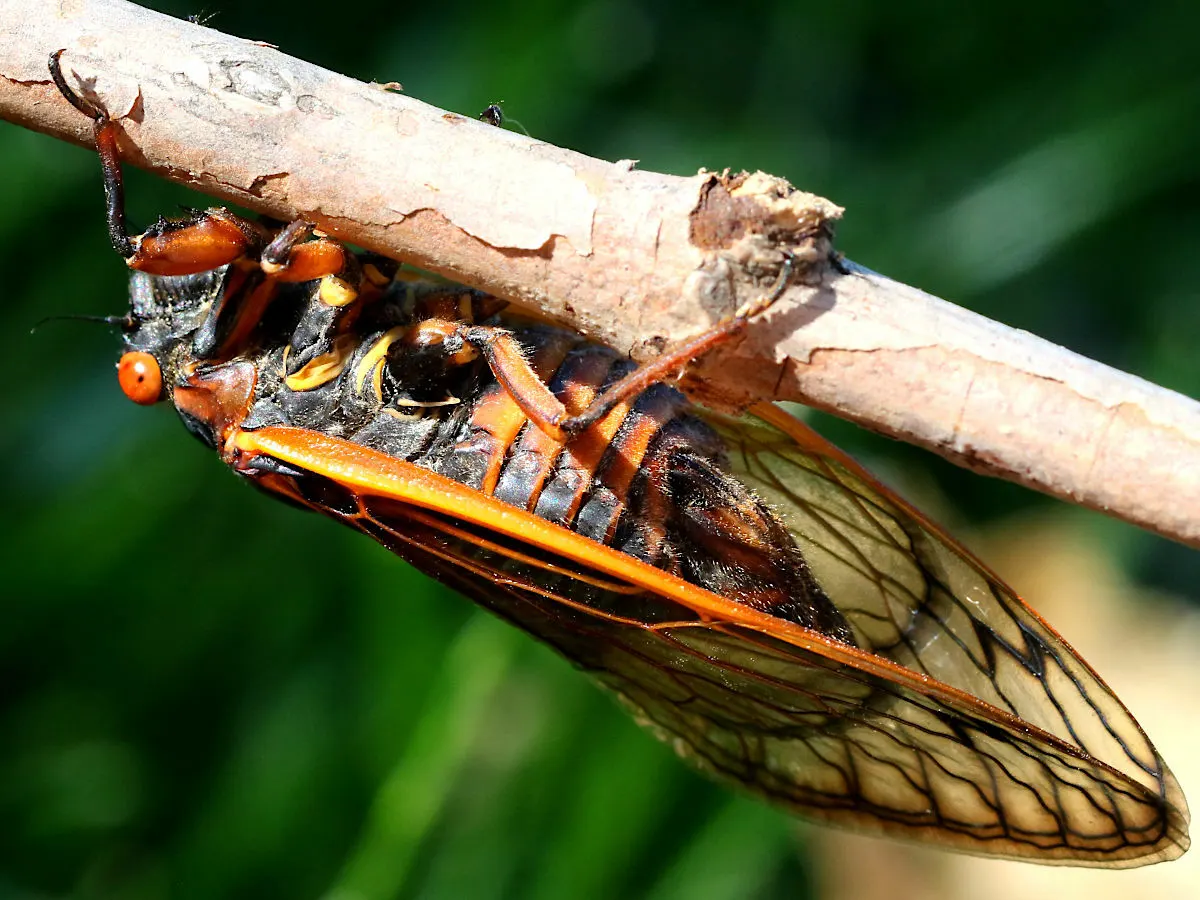 A young or baby Cicada showing early development
