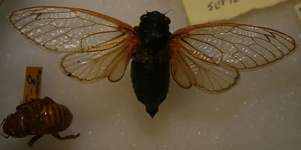 A detailed close-up showing the physical features of a Cicada
