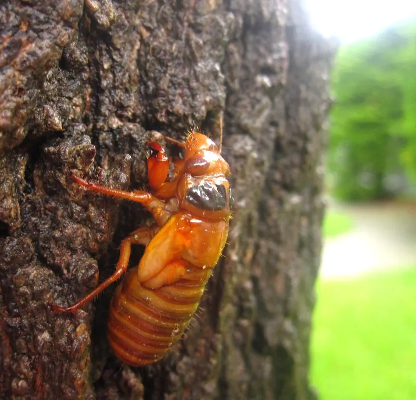 A young or baby Cicada showing early development