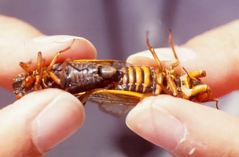 A Cicada finding or consuming food