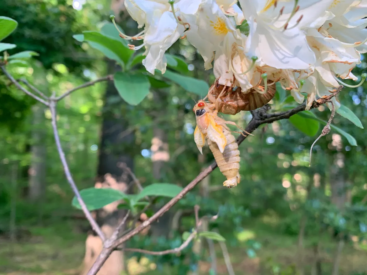 A group of Cicadas interacting with each other