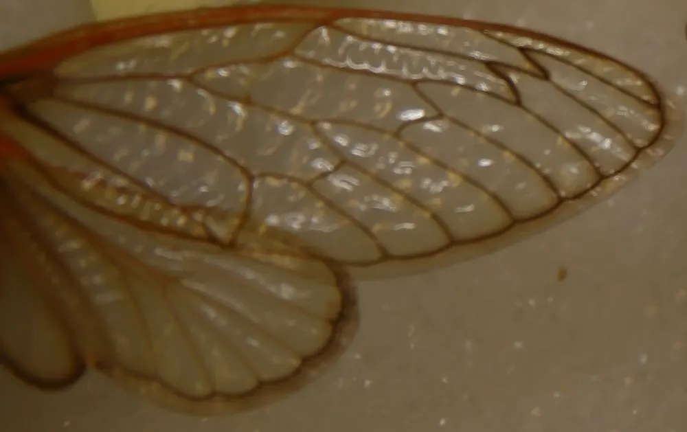 A Cicada navigating its natural environment