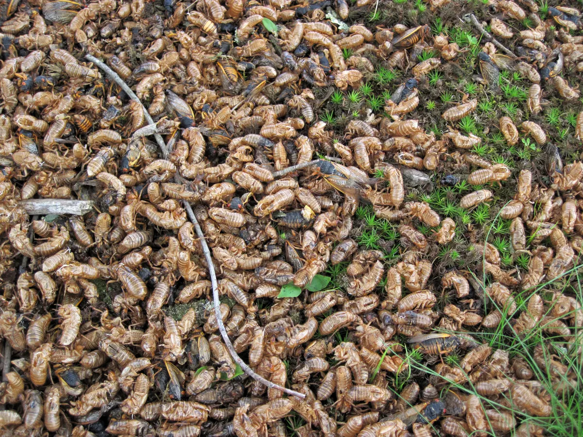 Mass emergence of periodical cicadas at Flint Ridge in Ohio